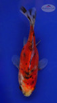 Goldfish 105, 3-4 inches [PW-T4-105]