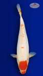 Tancho Kohaku 15 inches [EA3-4226-7]