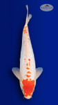 Doitsu Kohaku 16 inches [EB6-4226-46]