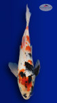 Showa Butterfly 15 inches [EB7-4226-53]