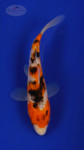Fish 130, 3-4 inches [PW-T6-130]