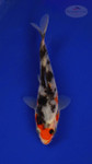Fish 135, 3-4 inches [PW-T6-135]