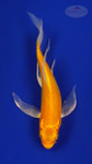 Fish 138, 3-4 inches [PW-T6-138]