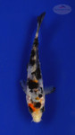 Fish 138, 3-4 inches [PW-T6-138]