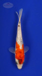 Fish 145, 3-4 inches [PW-T7-145]