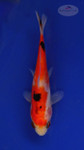 Fish 176 3-4 inches [PW-T8-176]