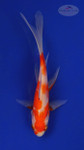 Goldfish 184 3-4 inches [PW-T8-184]