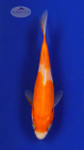 Kohaku 5-6 inches [E26-T99-11]