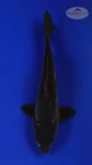 Doitsu Karasu 6-7 inches [E26-T134-6]