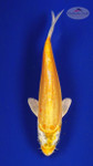 Fish 203 3-4 inches [PW-T9-203]