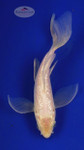 Fish 208 3-4 inches [PW-T9-208]
