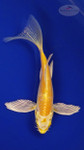 Fish 219 3-4 inches [PW-T10-219]