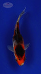 Goldfish 228 3-4 inches [PW-T10-228]