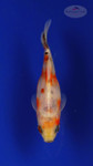 Goldfish 255 3-4 inches [PW-T11-255]