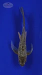 Fish 269 3-4 inches [PW-T11-269]