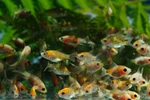 Little Shubbies Baby Shubunkin Goldfish Free Shipping