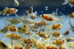 Little Shubbies Baby Shubunkin Goldfish Free Shipping