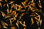Little Shubbies Baby Shubunkin Goldfish Free Shipping