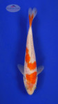 Moon Rock Ochiba 5-6 inches [E26-T136-10]