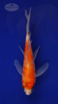 Koi 300 3-4 inches [PW-T3-300]