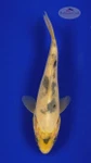 Koi 306 3-4 inches [PW-T4-306]