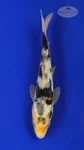 Koi 322 3-4 inches [PW-T4-322]