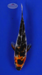 Koi 326 3-4 inches [PW-T4-326]