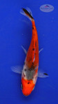 Goldfish 335 3-4 inches [PW-T5-335]