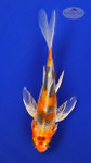 Koi 337 3-4 inches [PW-T5-337]