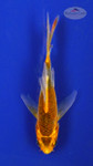 Koi 339 3-4 inches [PW-T5-339]