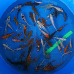 Super Koi Deal #2 Qty 50 [SKD2-43026] 4-7 inches