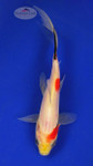 Goldfish 360 3-4 inches [PW-T6-360]