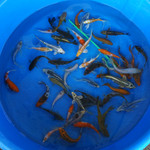 Super Koi Deal #3 Qty 50 [SKD3-43026] 4-7 inches