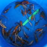 Super Koi Deal #4 Qty 50 [SKD4-43026] 4-7 inches