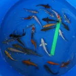Super Koi Deal #10 Qty 25 [SKD10-43026] 4-7 inches