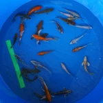Super Koi Deal #11 Qty 25 [SKD11-43026] 4-7 inches