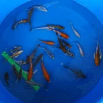 Super Koi Deal #11 Qty 25 [SKD11-43026] 4-7 inches