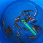 Super Koi Deal #12  Qty 25 [SKD12-43026] 4-7 inches