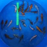 Super Koi Deal #12  Qty 25 [SKD12-43026] 4-7 inches