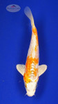 Koi 372 3-4 inches [PW-T6-372]