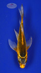 Koi 382 3-4 inches [PW-T24-382]