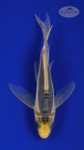 Koi 386 3-4 inches [PW-T24-386]
