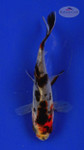 Goldfish 387 3-4 inches [PW-T24-387]