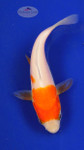 Koi 388 3-4 inches [PW-T24-388]
