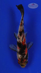 Goldfish 389 3-4 inches [PW-T24-389]