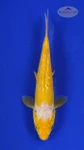 Fish 397 3-4 inches [PW-T24-397]