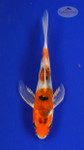 Fish 399 3-4 inches [PW-T25-399]