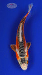 Koi 404 3-4 inches [PW-T25-404]