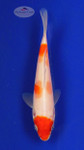 Koi 405 3-4 inches [PW-T25-405]