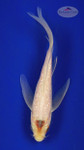 Koi 408 3-4 inches [PW-T25-408]